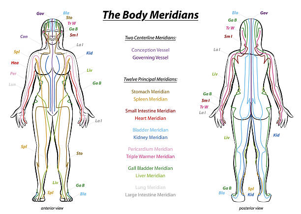 TCM: MERIDIAN SYSTEM CHART - Female body with principal and centerline acupuncture meridians - anterior and posterior view.
