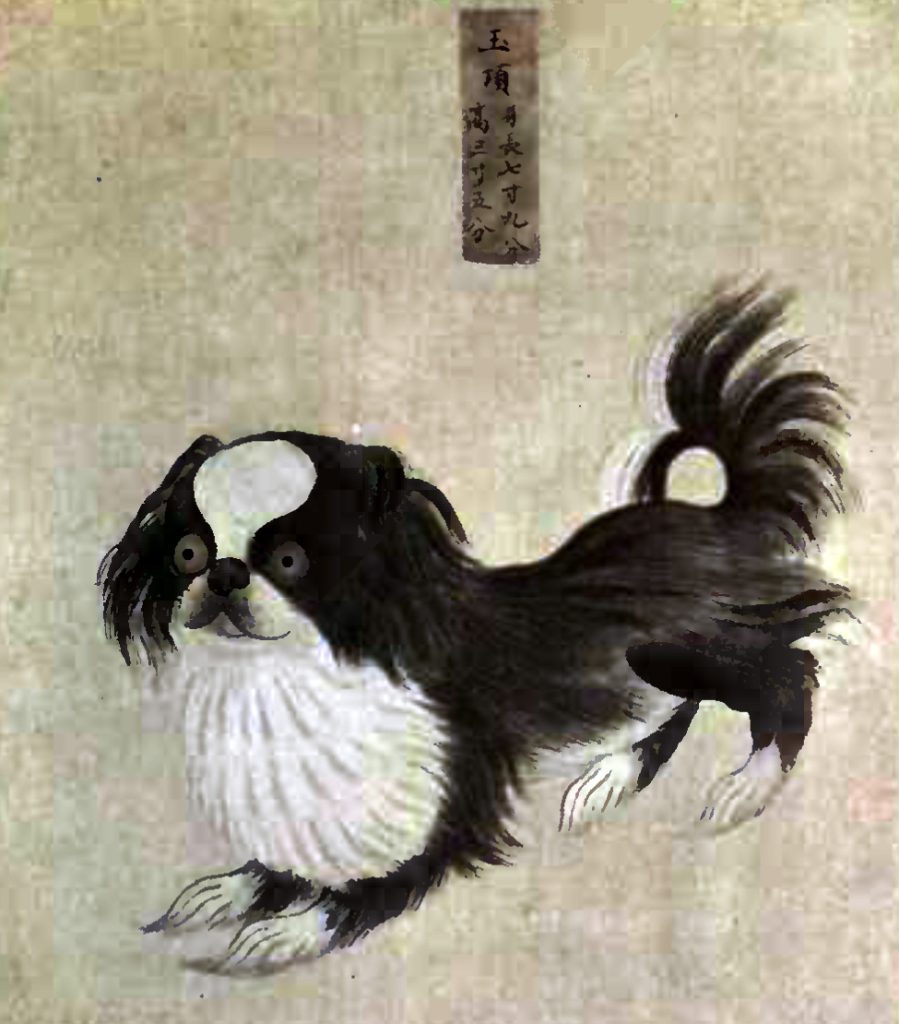 The Pelkingese of China; a royal pet