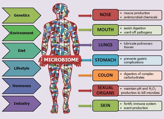 The Wonder of the Human Microbiome: How Microbes Affect Us