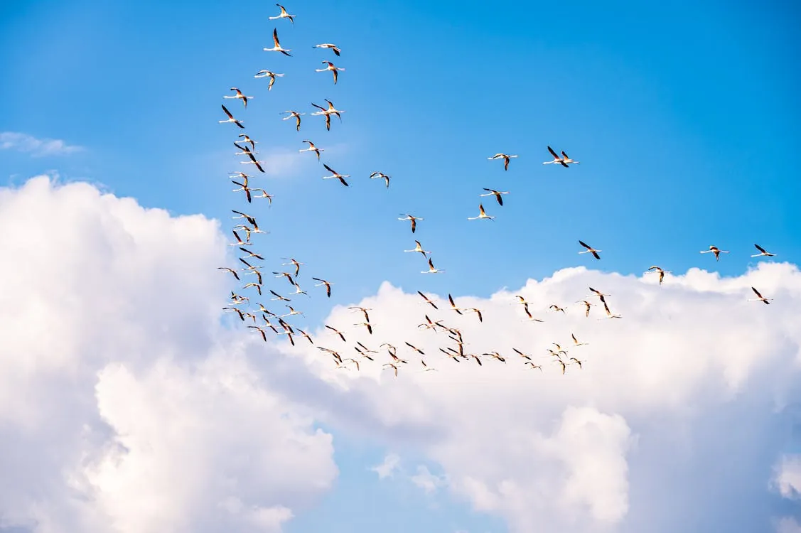 This image shows a flock of birds flying in the sky against a backdrop of blue sky and white clouds, suggesting themes of nature, migration, or freedom. It would be suitable for articles about bird migration, environmental topics, or discussions on the beauty of wildlife in flight.
