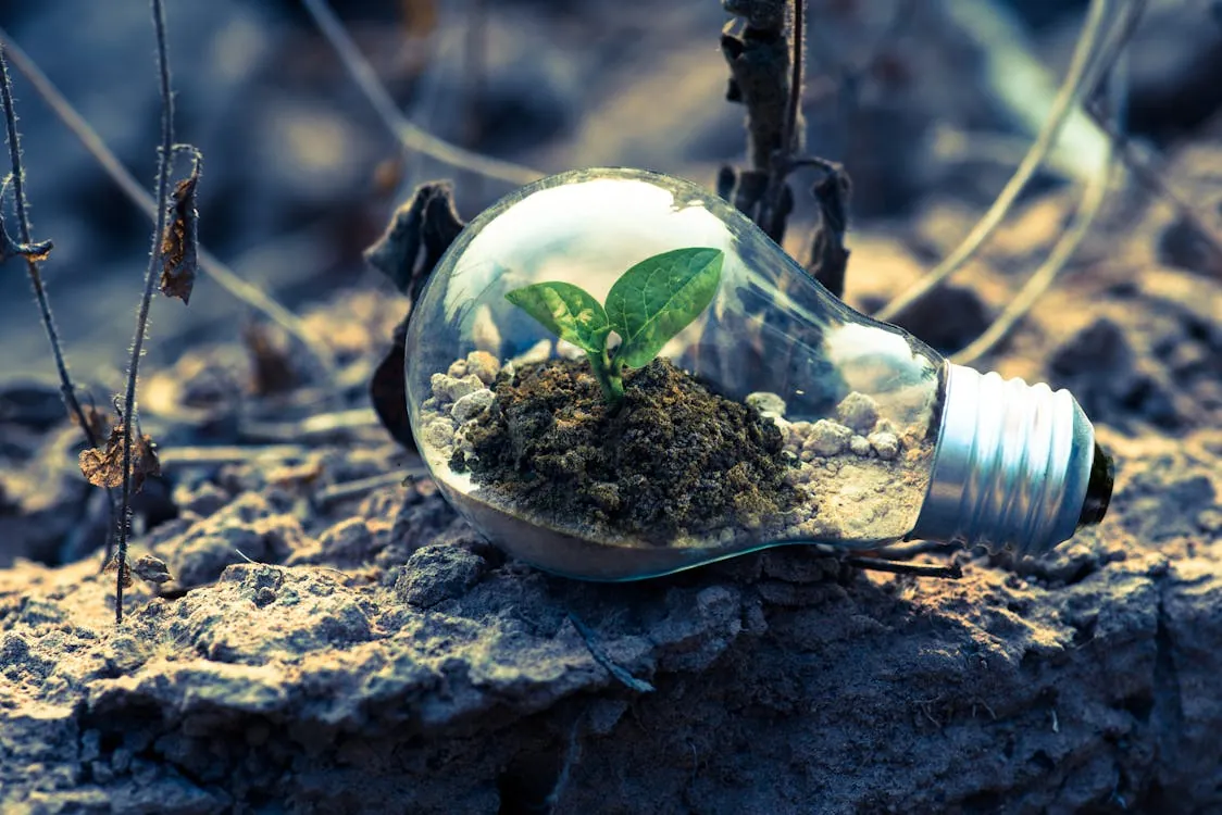 The image shows a small plant sprouting from soil inside a clear lightbulb lying on rocky ground, symbolizing environmental growth and sustainability. It highlights themes of eco-friendly innovation and green energy in a natural, outdoor setting.