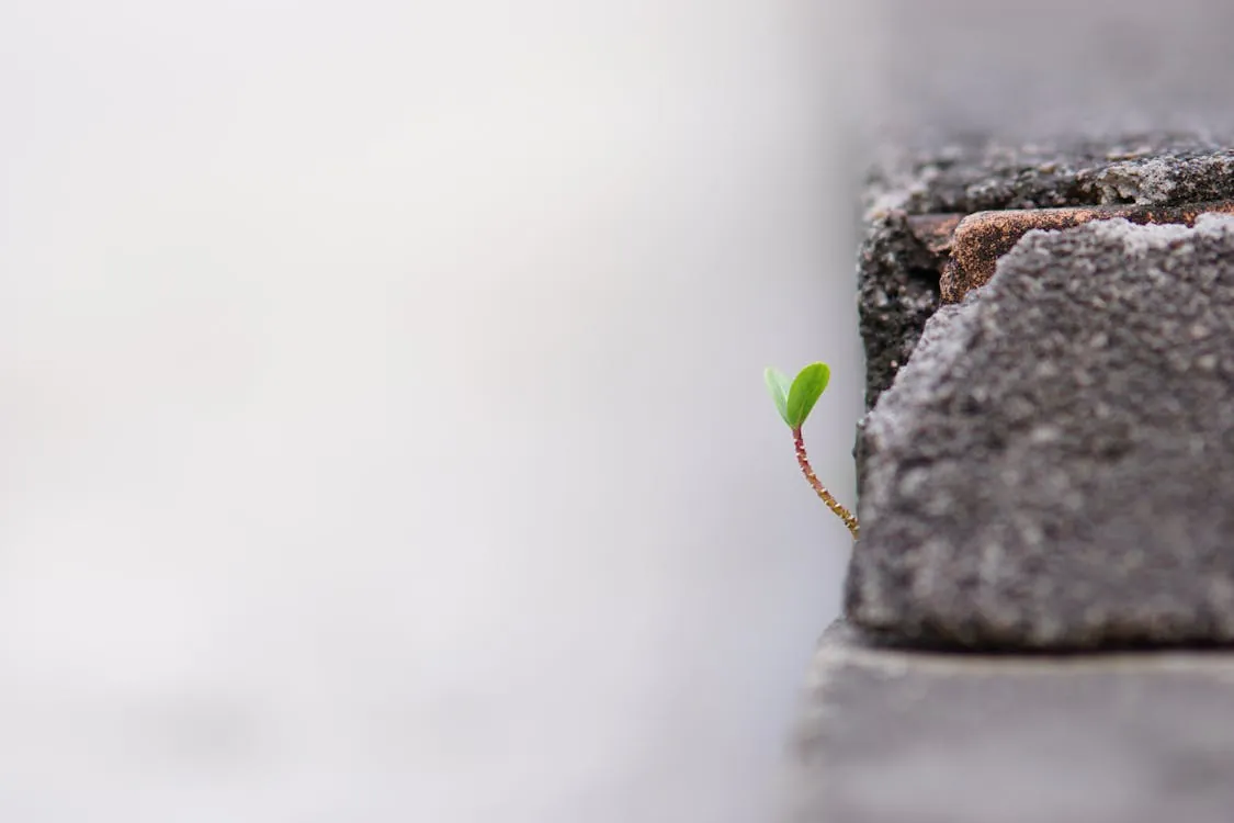 Business resilience and growth