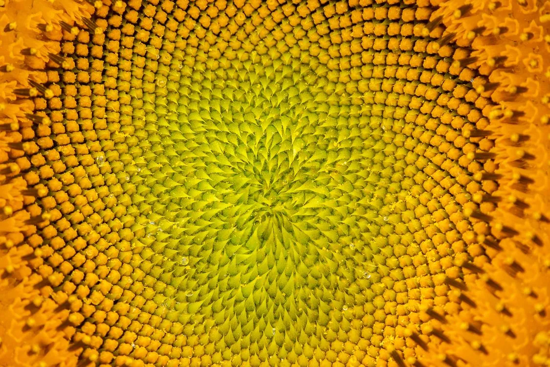 Macro view of a pinecone showing the interlocking spiral scales of phyllotaxis