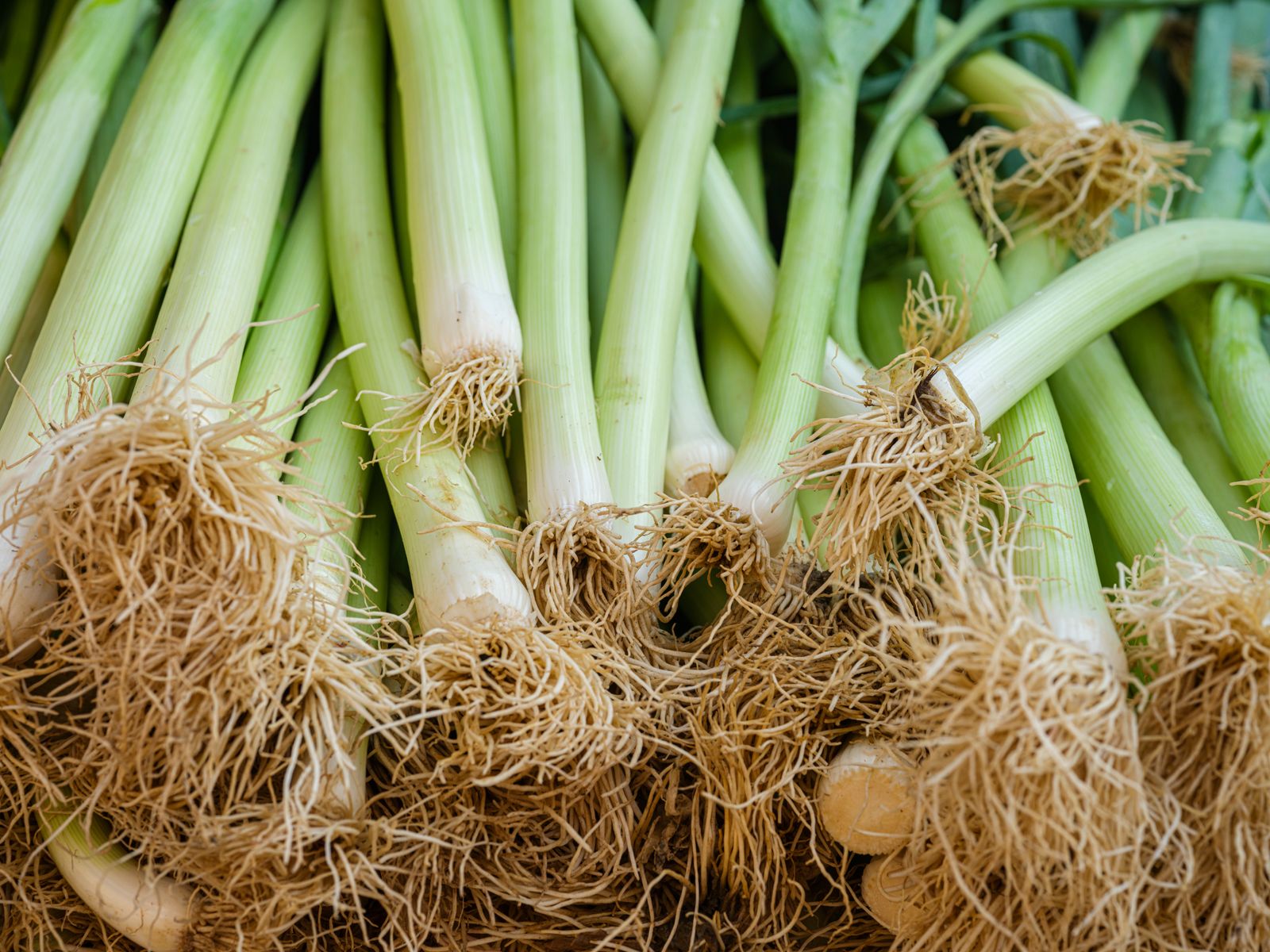 Fresh leeks stacked on a market stall